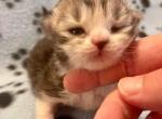 Claude - Siberian Cat For Sale - Clintwood&comma; VA&comma; US