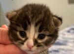 Bitsy - Siberian Cat For Sale - Clintwood&comma; VA&comma; US