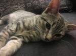Sirius - American Shorthair Cat For Adoption - NM&comma; US