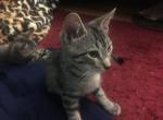 Happy - American Shorthair Cat For Adoption - NM&comma; US