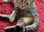 Mimi - American Shorthair Cat For Adoption - NM&comma; US