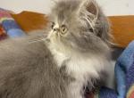 Purebred CFA registered Persian kitten - Persian Cat For Sale - Fleetwood&comma; PA&comma; US