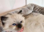 Tilly - Ragdoll Cat For Sale - Attica&comma; MI&comma; US