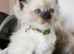 Tito - Ragdoll Cat For Sale - Attica&comma; MI&comma; US