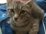 Pixie - American Shorthair Cat For Adoption - NM&comma; US