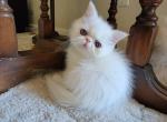 Daisy  CFA  Champion bloodlines - Exotic Cat For Sale - Bois D Arc&comma; MO&comma; US
