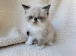 Huey - Exotic Cat For Sale - Bois D Arc&comma; MO&comma; US