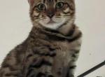 Adorable - Bengal Cat For Sale - PA&comma; US