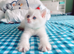 Taki - British Shorthair Cat For Sale - Staten Island&comma; NY&comma; US