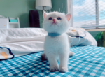 Taro - British Shorthair Cat For Sale - Staten Island&comma; NY&comma; US