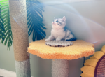 Ben - Munchkin Cat For Sale - Staten Island&comma; NY&comma; US