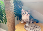 Justin - Munchkin Cat For Sale - Staten Island&comma; NY&comma; US