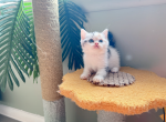 Pancake - Munchkin Cat For Sale - Staten Island&comma; NY&comma; US