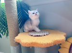 Yaki - Munchkin Cat For Sale - Staten Island&comma; NY&comma; US