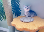 Fairy - Munchkin Cat For Sale - Staten Island&comma; NY&comma; US