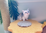 Polaris - Munchkin Cat For Sale - Staten Island&comma; NY&comma; US