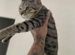 Luna - Savannah Cat For Sale - Fontana&comma; CA&comma; US