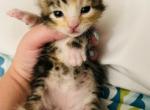 Cupcake - Domestic Cat For Sale - Bronx&comma; NY&comma; US
