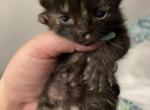 Daisy - Domestic Cat For Sale - Bronx&comma; NY&comma; US