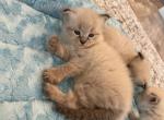 Available Siberian Kittens - Siberian Cat For Sale - Rosenberg&comma; TX&comma; US