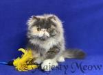 Sandra - Persian Cat For Sale - Yucca Valley&comma; CA&comma; US