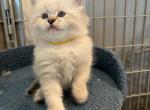 Siberian Kitten April - Siberian Cat For Sale - Rosenberg&comma; TX&comma; US