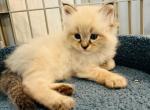 Siberian Kitten Albert - Siberian Cat For Sale - Rosenberg&comma; TX&comma; US