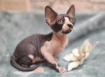 Alegra - Sphynx Cat For Sale - Mundelein&comma; IL&comma; US