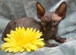 Odd eyes Artemis - Sphynx Cat For Sale - Mundelein&comma; IL&comma; US