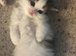 RESERVED TriColor Female Persian Ragdoll Kitten - Persian Cat For Sale - McKinney&comma; TX&comma; US