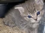 Flower - Scottish Fold Cat For Sale - Denver&comma; CO&comma; US