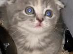 Lilly - Scottish Fold Cat For Sale - Denver&comma; CO&comma; US
