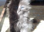Mika - Maine Coon Cat For Sale - Montgomery&comma; MA&comma; US