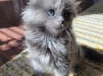 Ash - Maine Coon Cat For Sale - Montgomery&comma; MA&comma; US