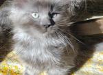 Shadow - Maine Coon Cat For Sale - Montgomery&comma; MA&comma; US