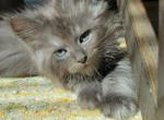 Milo - Maine Coon Cat For Sale - Montgomery&comma; MA&comma; US