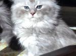 Nalla - Maine Coon Cat For Sale - Montgomery&comma; MA&comma; US