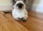 Torysragdolls - Ragdoll Cat For Sale - Boston&comma; MA&comma; US