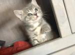 Gimlit - Scottish Fold Cat For Sale - Denver&comma; CO&comma; US