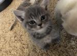 Groot - Munchkin Cat For Sale - Denver&comma; CO&comma; US