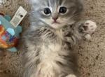 RESERVED Sweet Female Persian Ragdoll - Persian Cat For Sale - McKinney&comma; TX&comma; US