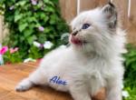 Siberian Kitten Alex - Siberian Cat For Sale - Rosenberg&comma; TX&comma; US