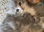 RESERVED Male Persian Ragdoll Grey Tabby Kitten - Persian Cat For Sale - McKinney&comma; TX&comma; US