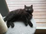 Aria - Siberian Cat For Sale - Clintwood&comma; VA&comma; US