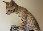 F2 Savannah Litter Coming Up - Savannah Cat For Sale - OK&comma; US