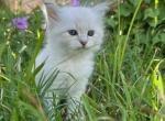 Siberian Kitten Ava - Siberian Cat For Sale - Rosenberg&comma; TX&comma; US