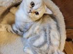Luiza - Scottish Straight Cat For Sale - Holland&comma; PA&comma; US