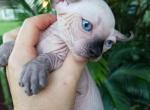 Elf Boy 2 - Sphynx Cat For Sale - Lockport&comma; IL&comma; US