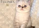 Claudia Reserved - Exotic Cat For Sale - Ottawa&comma; KS&comma; US