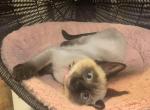 Anylah Siamese Angels - Siamese Cat For Sale - Philadelphia&comma; PA&comma; US